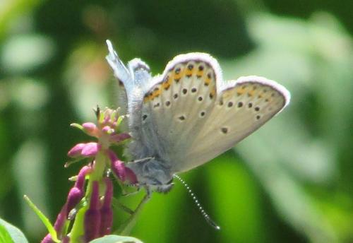 Plebejus idas